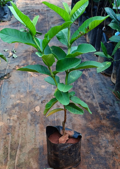 Kilo Pera Plant, Giant Guava Plant