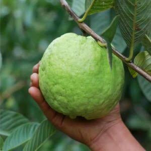 Kilo Pera Plant, Giant Guava Plant