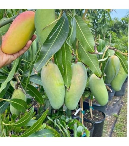 Kolambu Mango Grafted Plant Tropical Mango Variety
