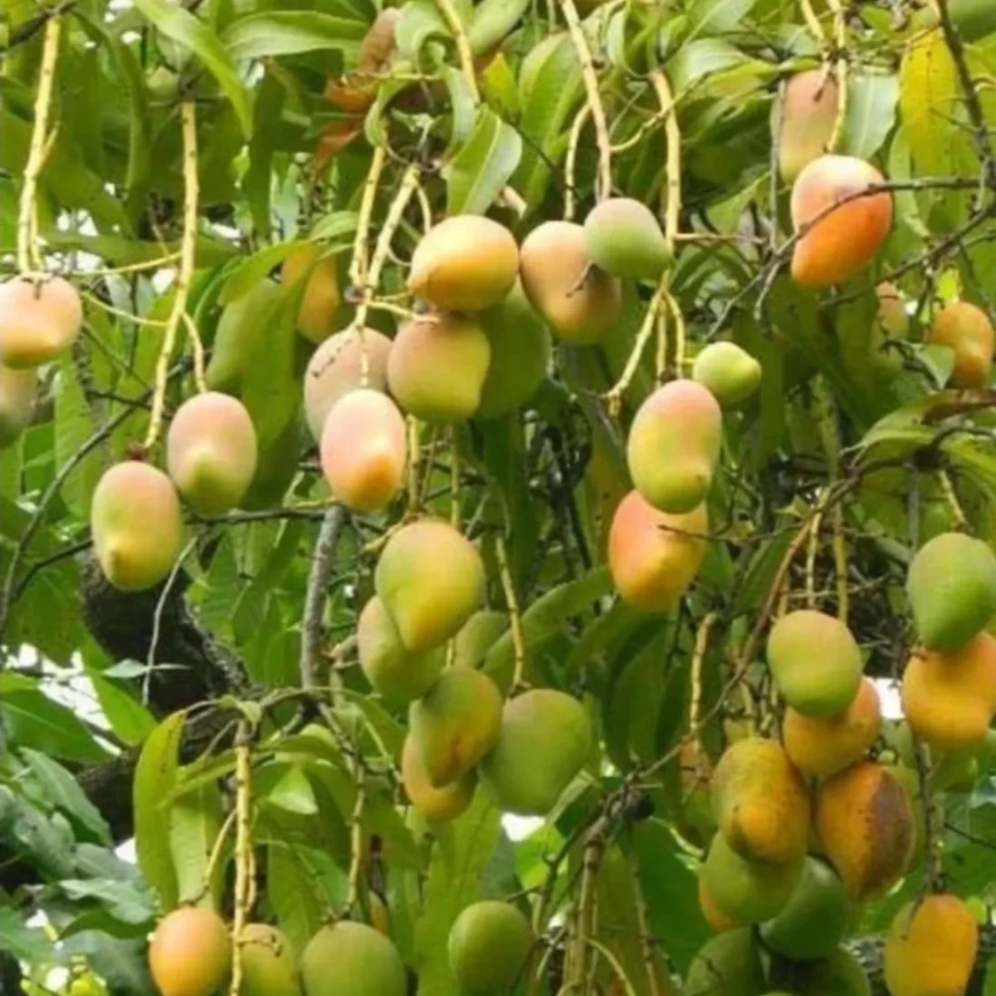 Kottoorkonam- Kottukonam Mango Grafted Plant