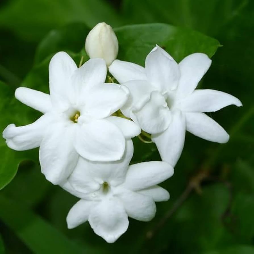 Kuttimulla- Bush Jasmine
