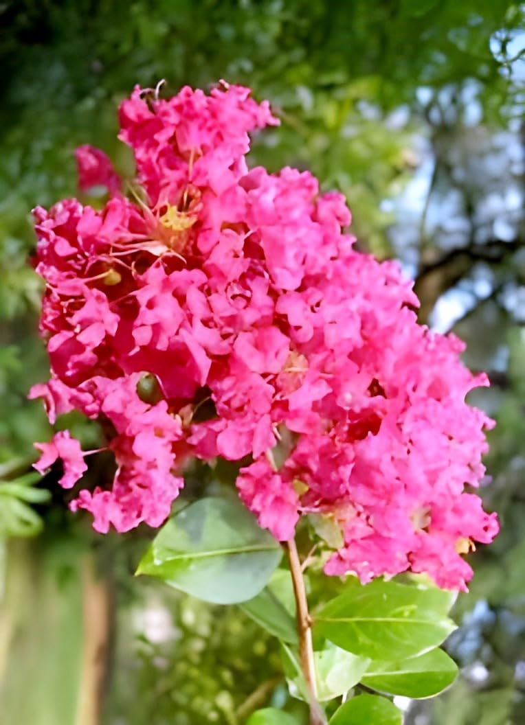 Lagerstroemia /Crimson Crape Myrtle-MEDIUM SIZE  pink flower Ornamental plant- Pride of India- pavizhakurinji