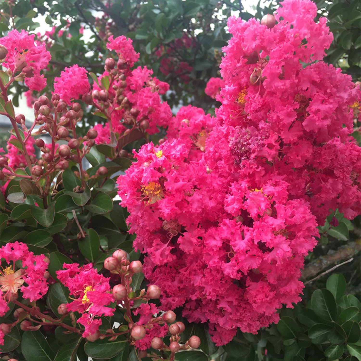 Lagerstroemia /Crimson Crape Myrtle-MEDIUM SIZE  pink flower Ornamental plant- Pride of India- pavizhakurinji
