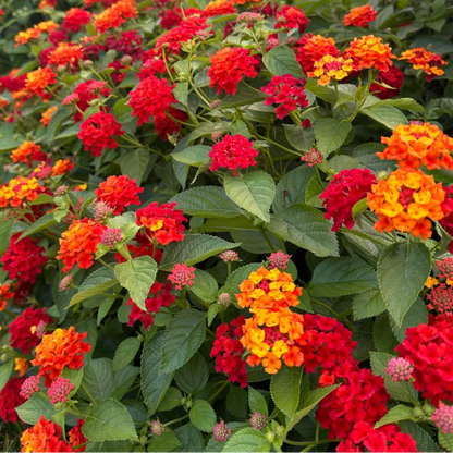Lantana 3 Combo