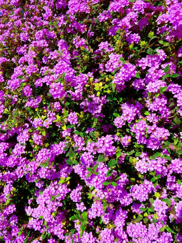 Lantana Varieties