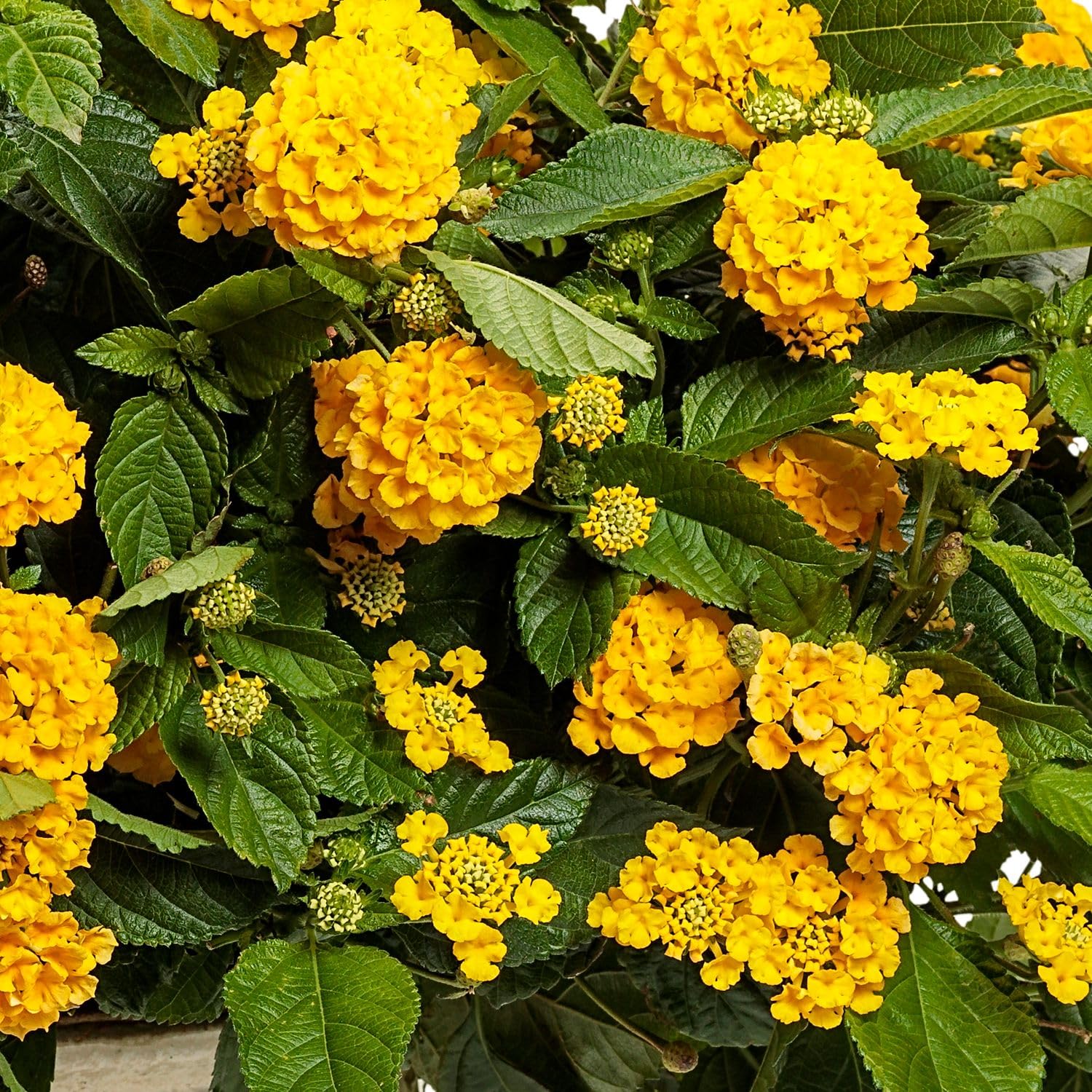 Lantana Varieties