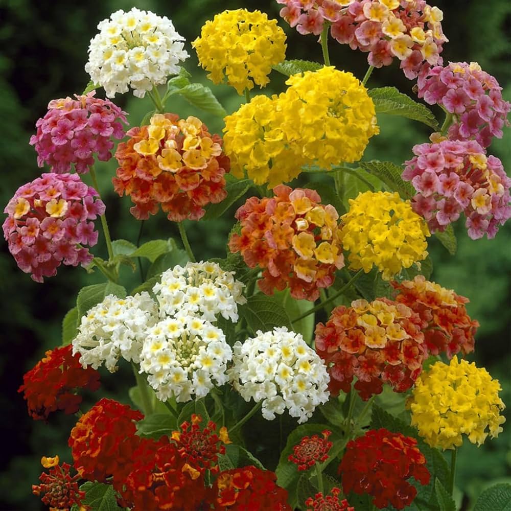 Lantana 3 Combo