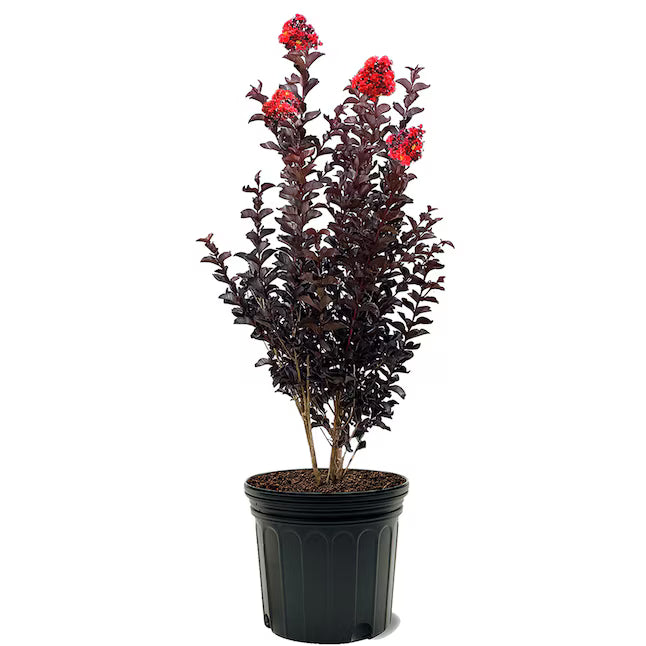 Lagerstroemia   / Crimson Crape Myrtle Purple leaf pink flower