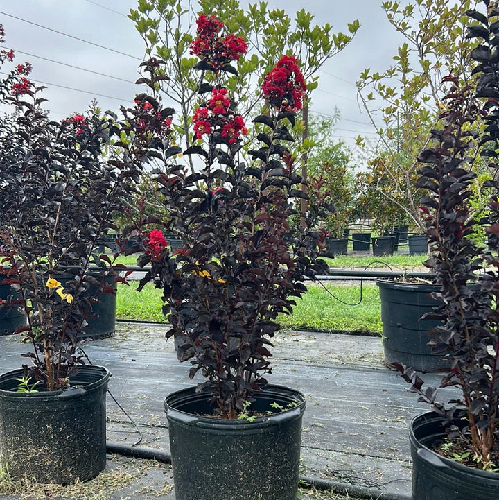 Lagerstroemia   / Crimson Crape Myrtle Purple leaf pink flower