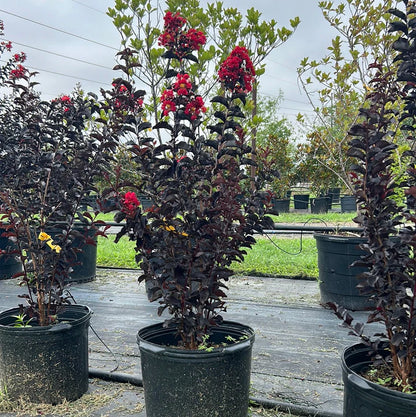 Lagerstroemia   / Crimson Crape Myrtle Purple leaf pink flower