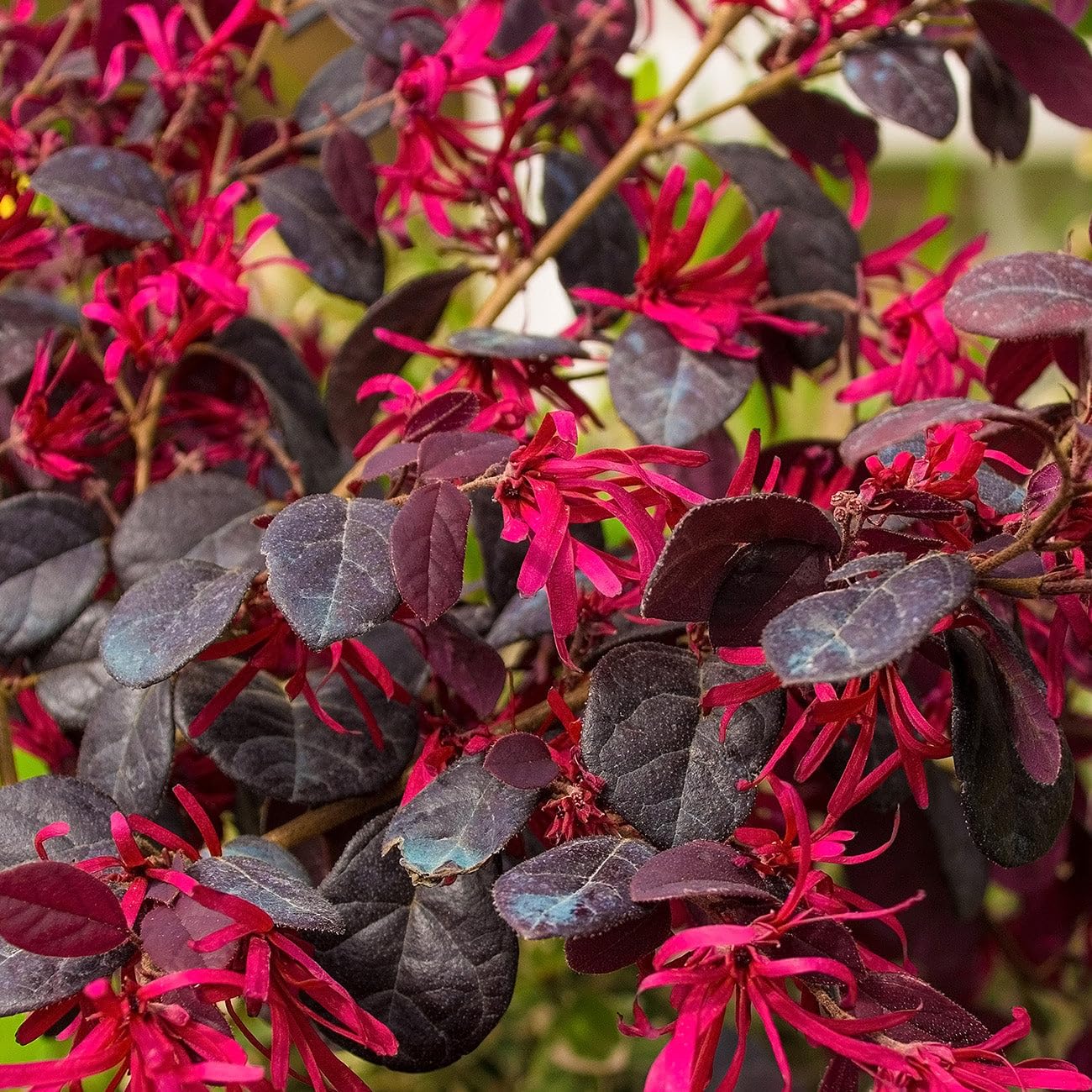 Loropetalum chinense