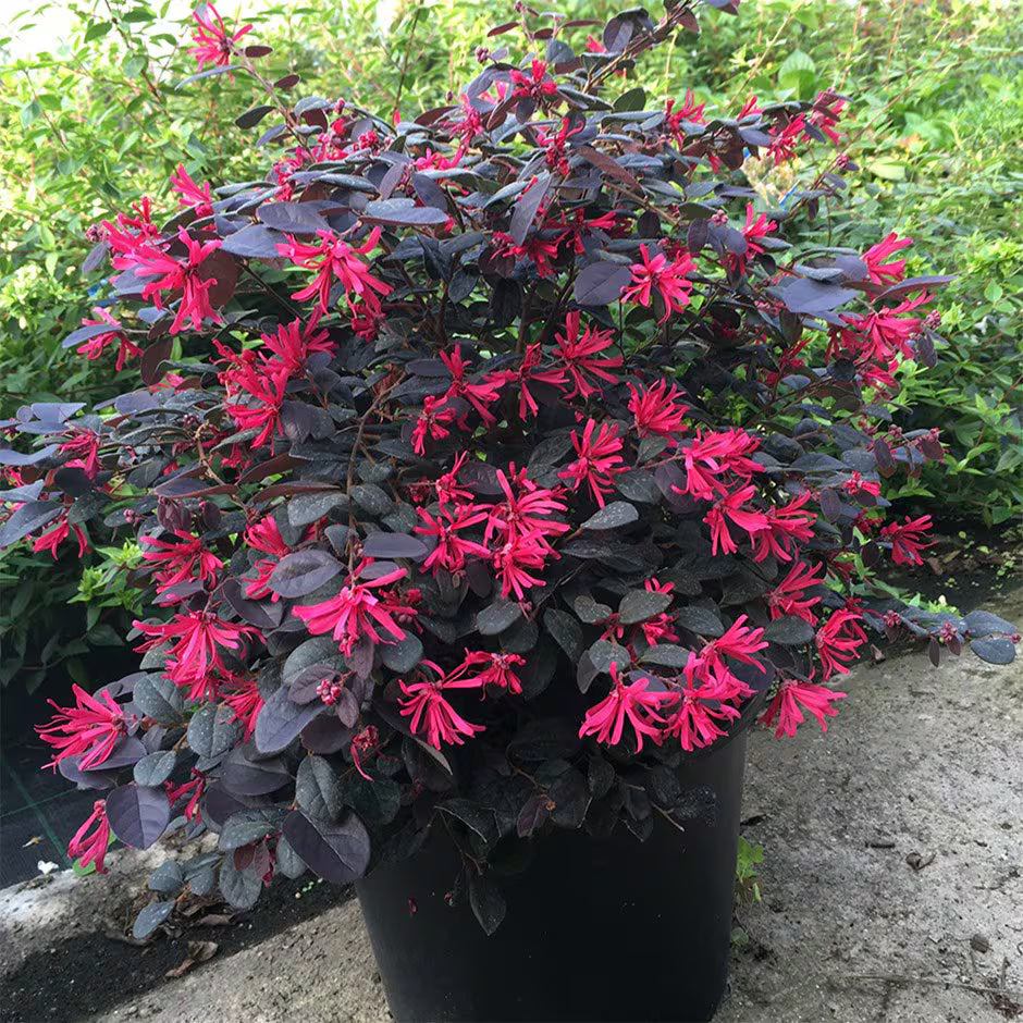 Loropetalum chinense