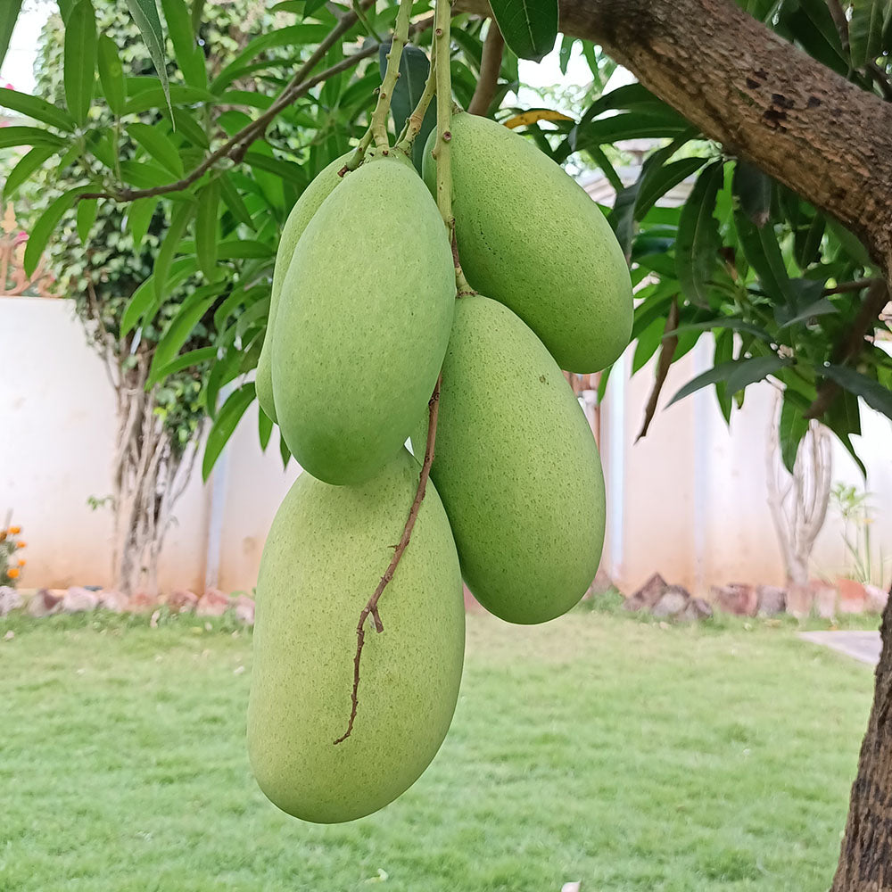 Mallika Mango Grafted plant- Malliga mango Live plant