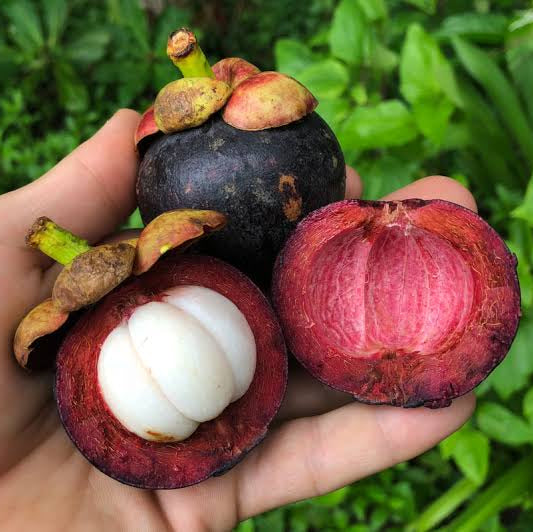 Mangosteen Fruit Plant