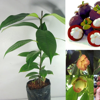 Mangosteen Fruit Plant