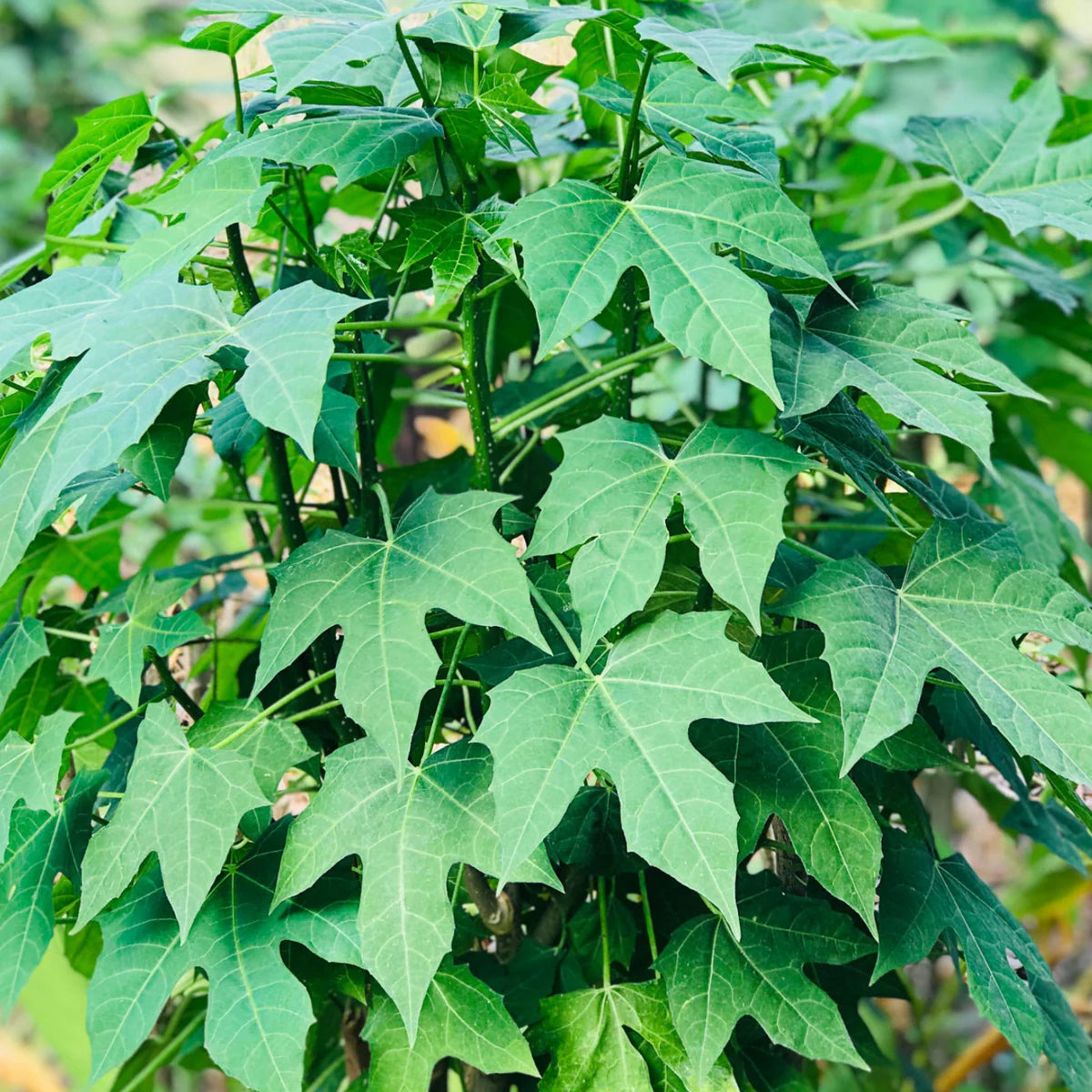 Mayan Cheera / Chaya Mansa