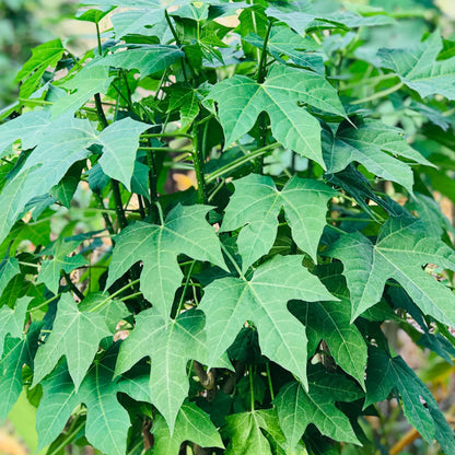 Mayan Cheera / Chaya Mansa