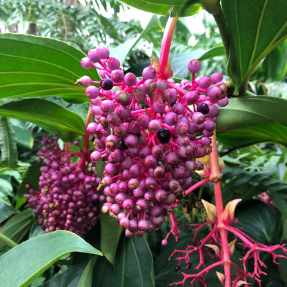 Medinilla myriantha