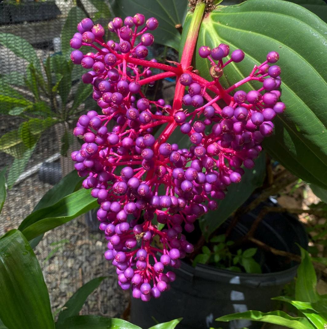 Medinilla myriantha