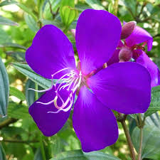 Melastoma Violet