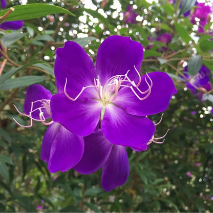 Melastoma Violet  Mother Plant