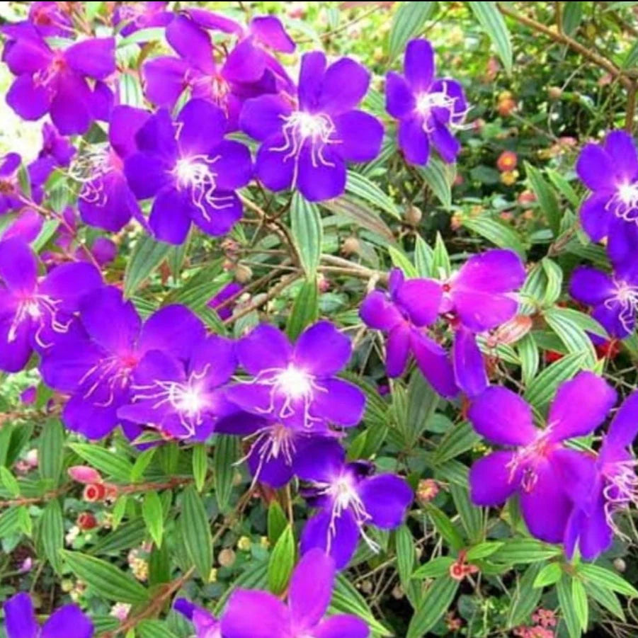 Melastoma Violet  Mother Plant