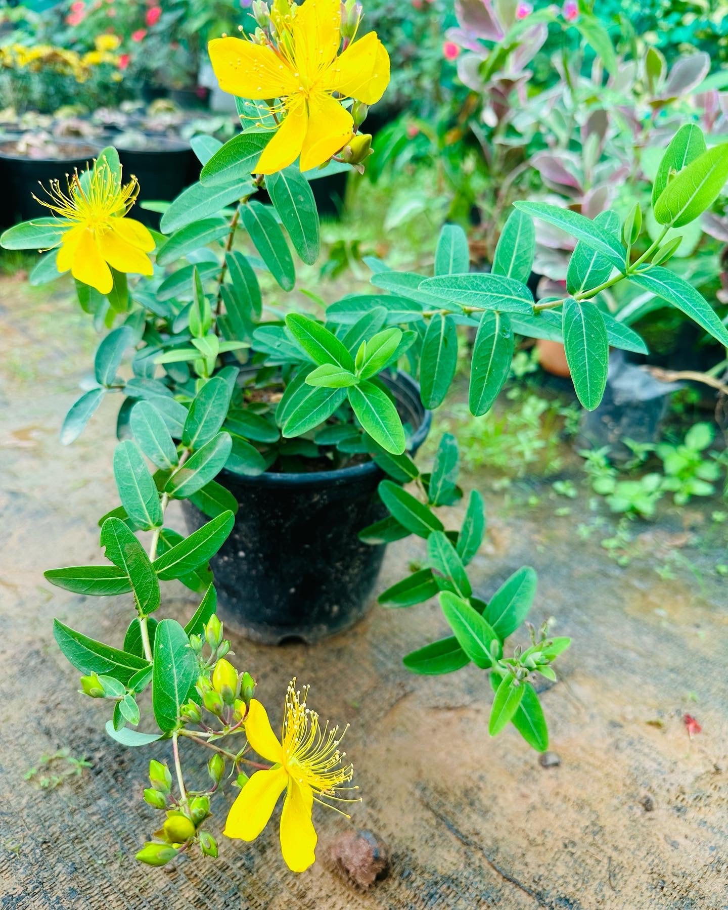 Melastoma Yellow,  St John&