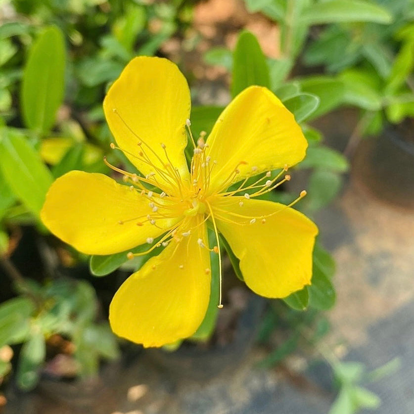 Melastoma Yellow,  St John&