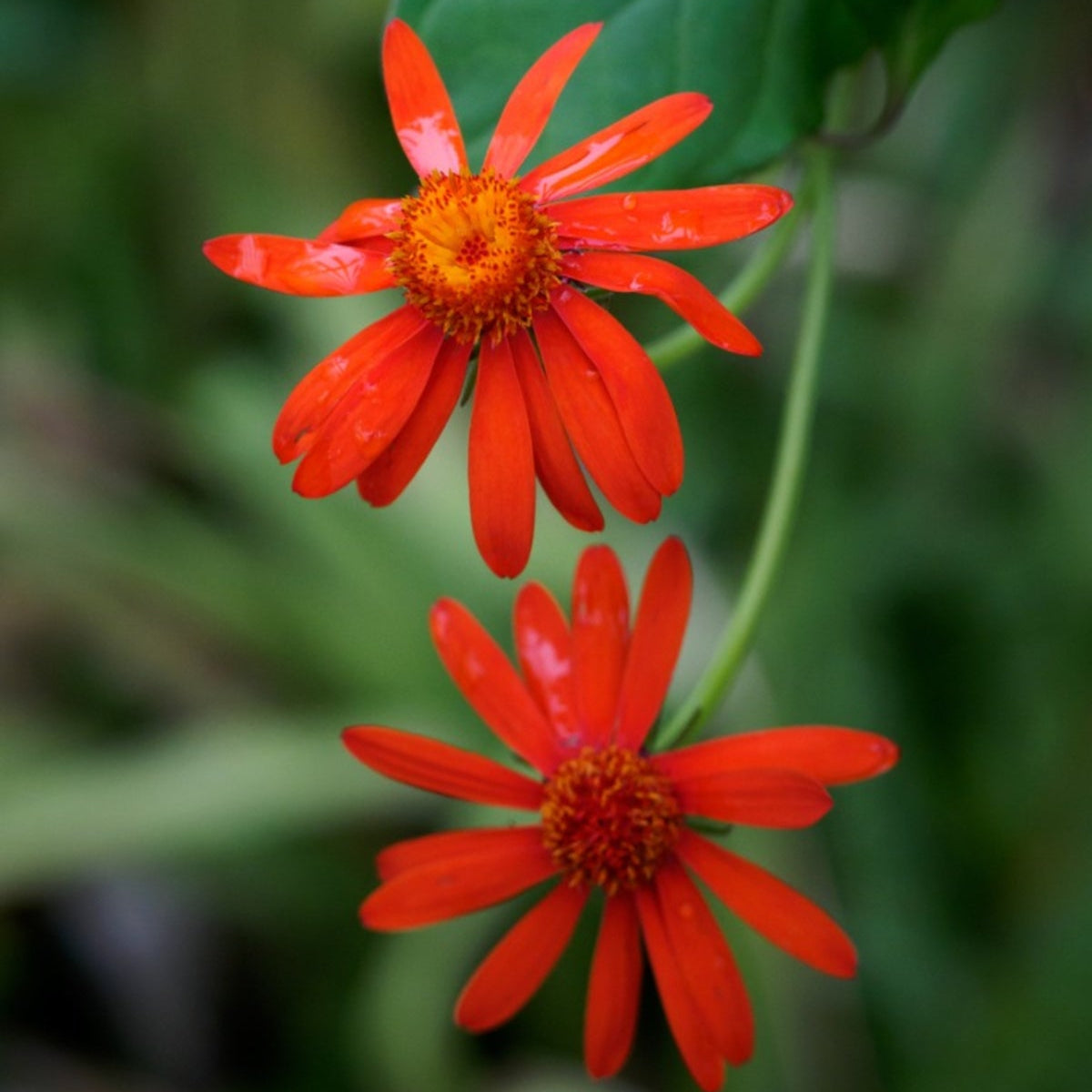 Mexican Flame Vine creeper plant