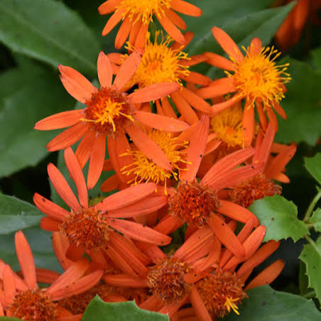 Mexican Flame Vine creeper plant