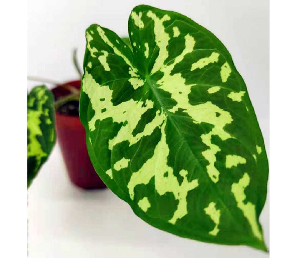 Caladium Military