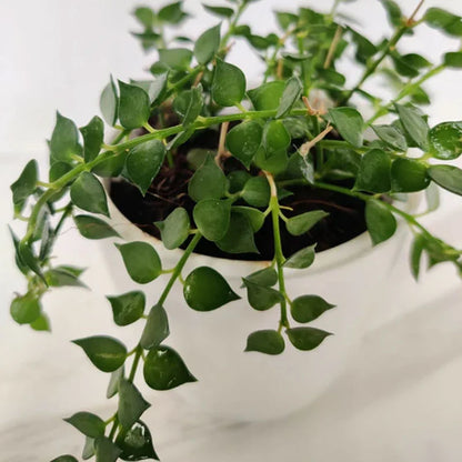 Million Hearts hanging Plant