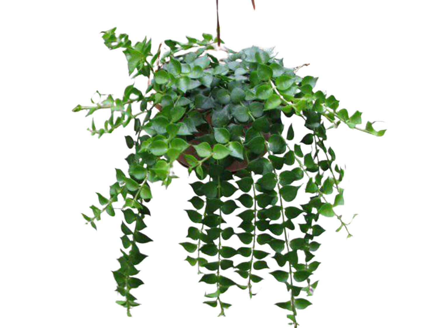 Million Hearts hanging Plant