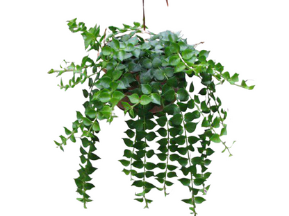 Million Hearts hanging Plant