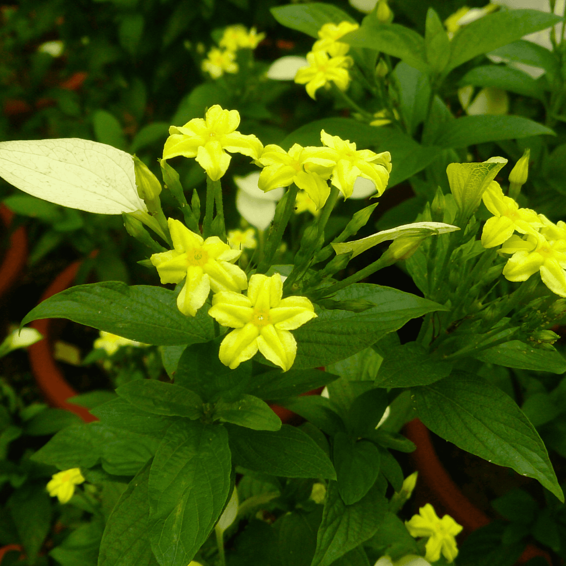Miniature Musanda all seasonal, Miniature Mussaenda All Time Flowering Live Plant