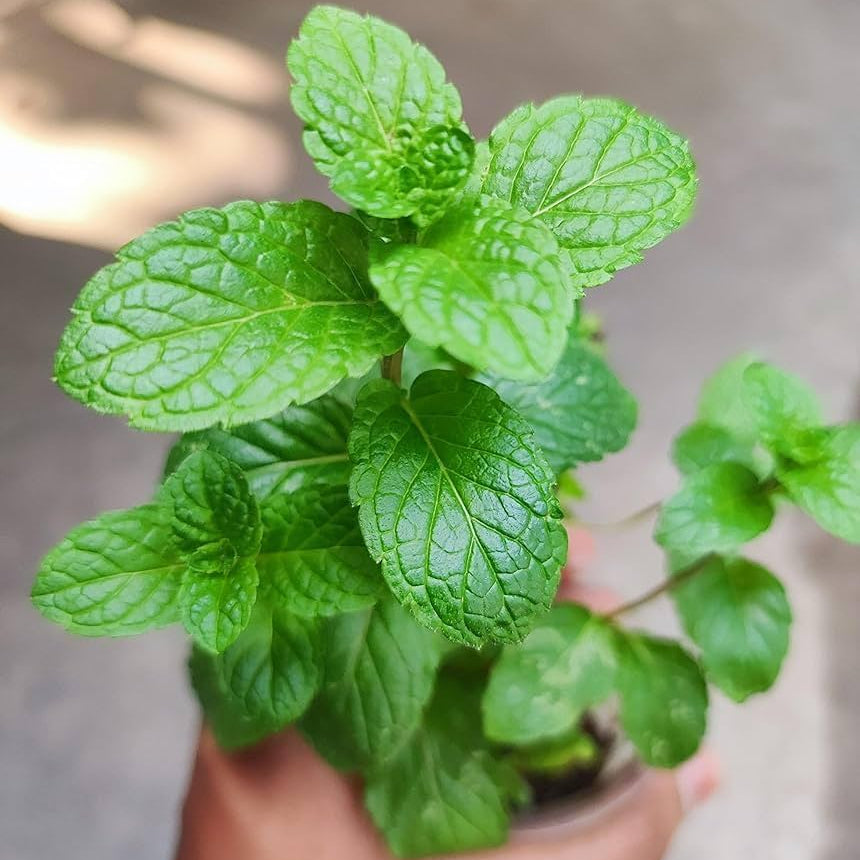 Mint / Peppermint