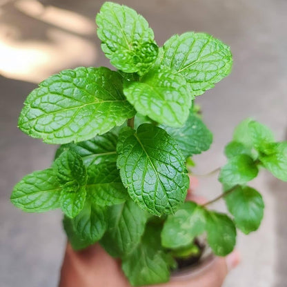 Mint / Peppermint