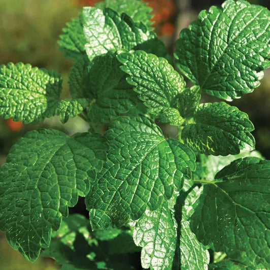 Mint / Peppermint