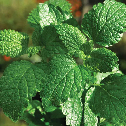 Mint / Peppermint