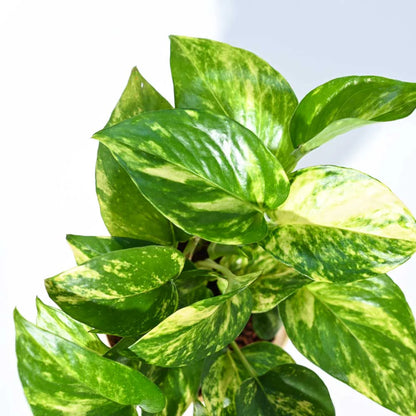Money Plant variegated / Lucky Money plant