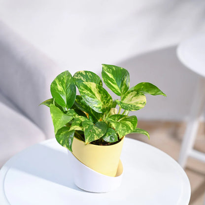Money Plant variegated / Lucky Money plant