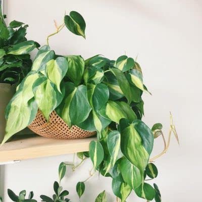Brasil money Plant (Philodendron brasil)