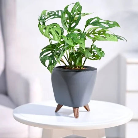 Monstera Adansonii, Swiss cheese plant, Broken heart plant