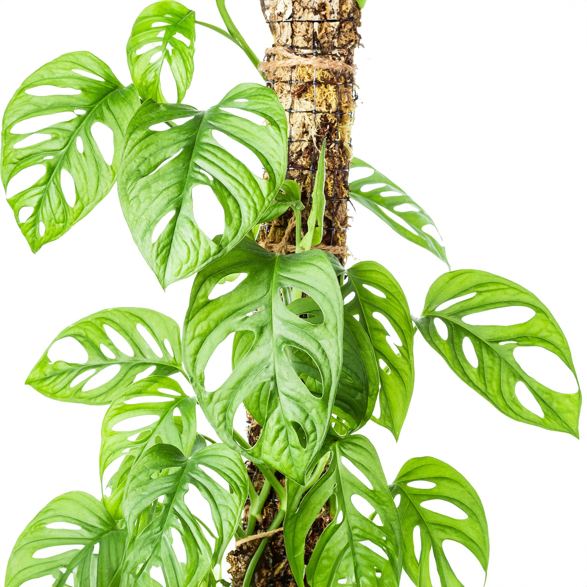 Monstera Adansonii, Swiss cheese plant, Broken heart plant