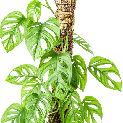 Monstera Adansonii, Swiss cheese plant, Broken heart plant