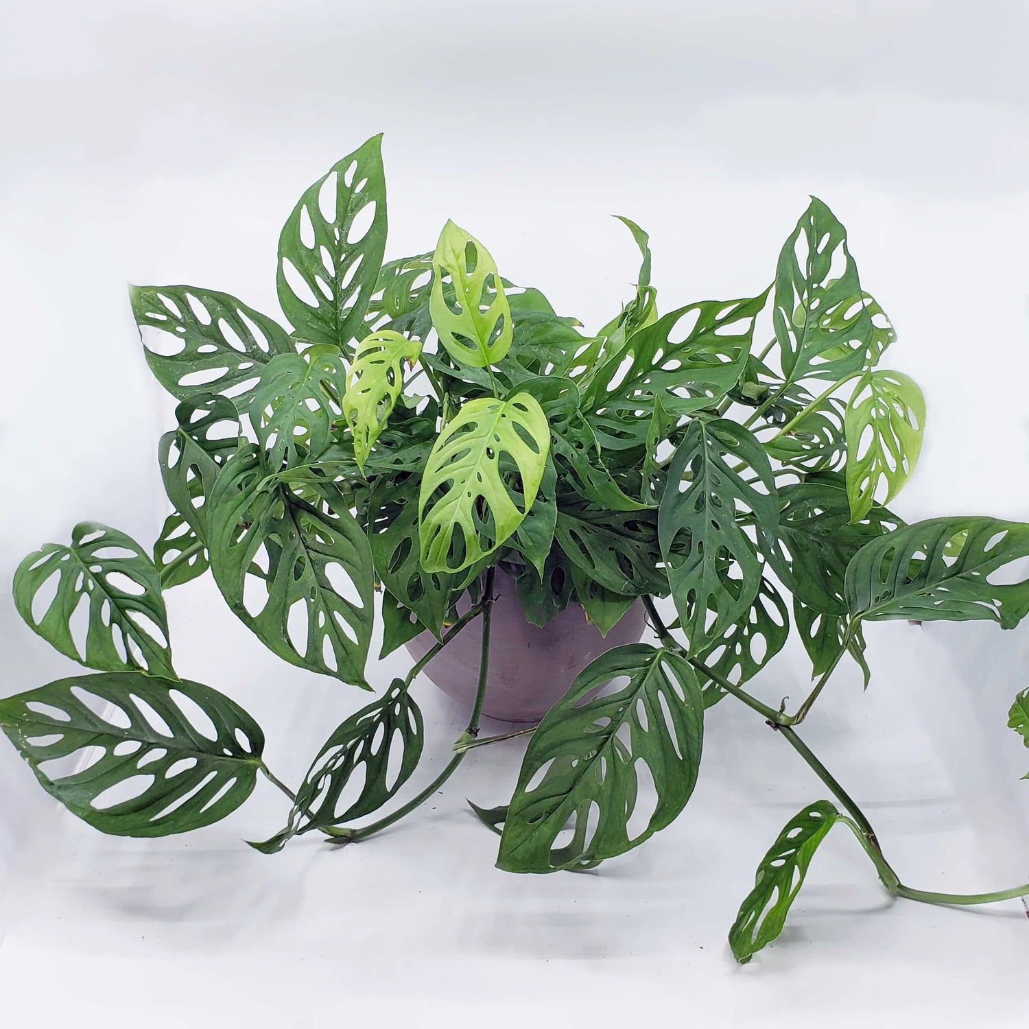 Monstera Adansonii, Swiss cheese plant, Broken heart plant