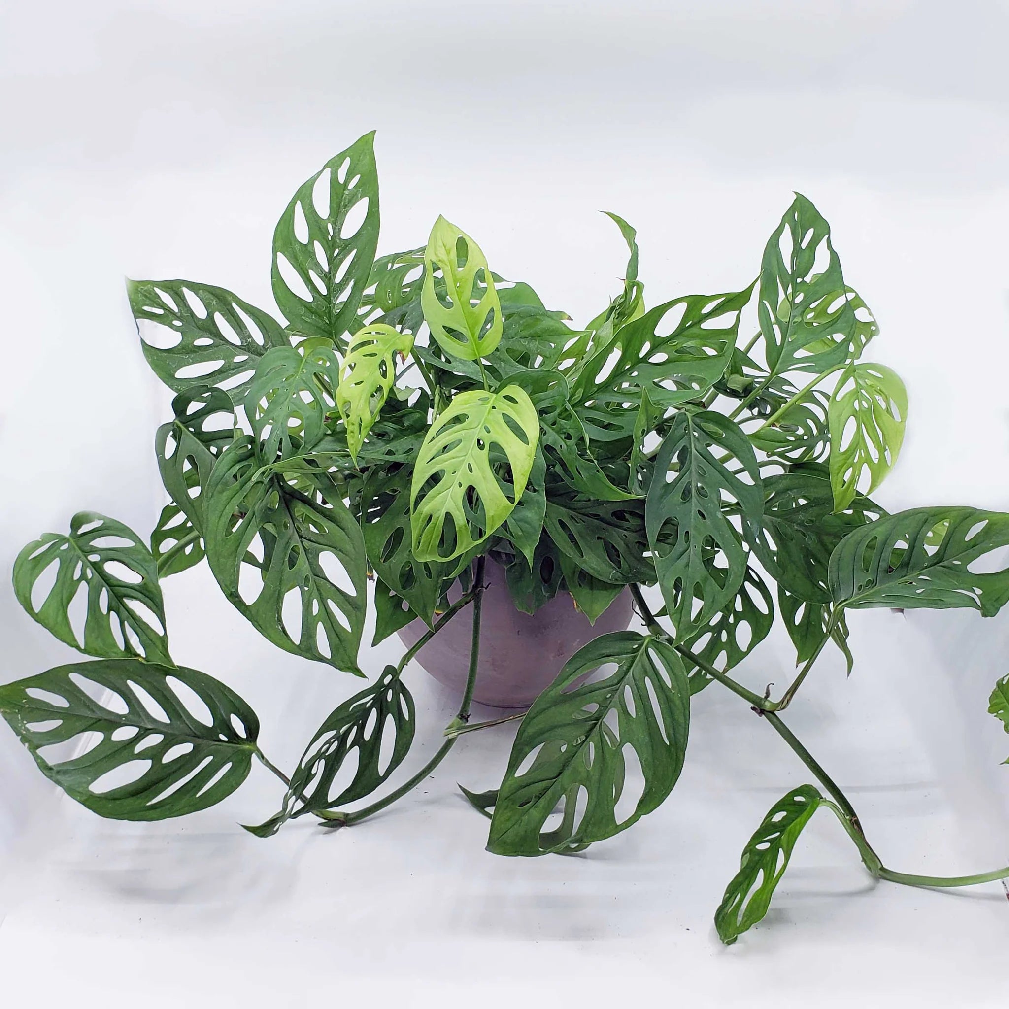 Monstera Adansonii, Swiss cheese plant, Broken heart plant