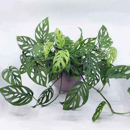 Monstera Adansonii, Swiss cheese plant, Broken heart plant