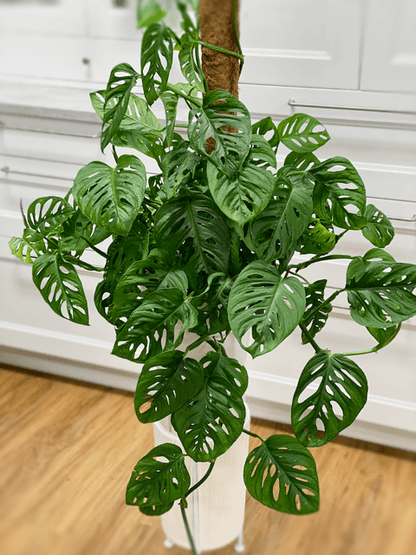 Monstera Adansonii, Swiss cheese plant, Broken heart plant
