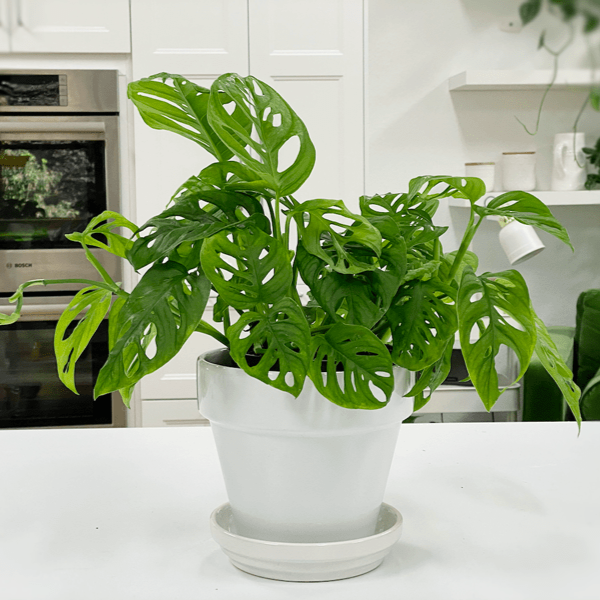 Monstera Adansonii, Swiss cheese plant, Broken heart plant